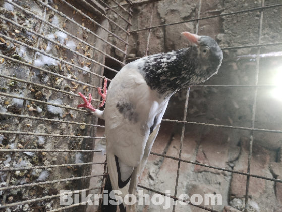 পাকিস্তানি কবুতর